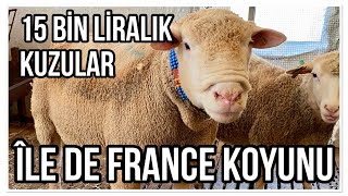 15 BİN LİRALIK KUZULAR ÎlLE DE FRANCE KOYUNU [upl. by Magen]