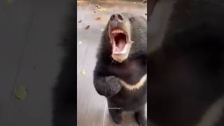 Life with Bear😅 Funniest Bears Videos🐻 Polar Bear  Funny Animals shorts bear funnybear [upl. by Kuehnel]