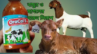 OraCal s vet syrupওরাক্যাল এস ভেট সিরাপ এর কাজ দেখুনগরু ছাগলের ক্যালসিয়ামmollahkrishitv [upl. by Etnomal]