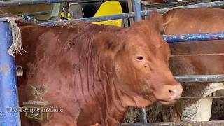 Red Heifer Update June 2020Tammuz 5780 [upl. by Nigen713]