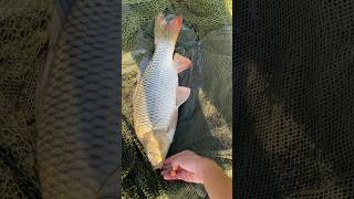 Sazan kampı carpfishing fishing sazanavi carp carps sazanavı lake carpfishinglife nature [upl. by Nhoj]