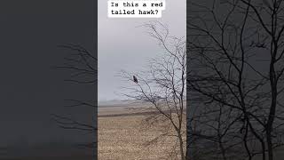 Is this a red tailed hawk shortsfeed yt shortvideo birds hawk [upl. by Gnot]