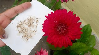 How to identify and collect seeds GERBERA PLANT [upl. by Nireil]