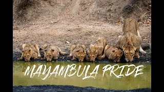 Mayambula Pride of Lions  Timbavati Greater Kruger Park South Africa 4k [upl. by Aicemak470]