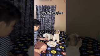 🐶Discipline dogs🐶 ONLY MOM CAN FEED😍 shorts [upl. by Ayekim]