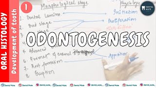 Development of tooth  Introduction  Stages of tooth development  Dr Paridhi Agrawal [upl. by Nwahsyt]