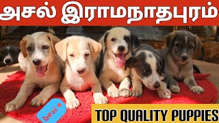 Ramanathapuram Dog  Puppies  Sales  Mandai Dogs Ramnad Dog Dollys Kennel Usilampatti 7339505875 [upl. by Hallie]