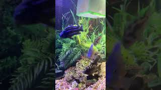 African cichlids 55 gallon tank [upl. by Chrystel]