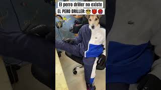 😎 EL PERRO DRILLER 😎 memes humor drill driller shortsads shortsclip subscribe youtuberlikes [upl. by Cecelia]