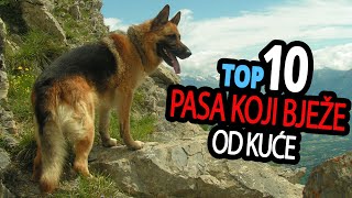 🐕 Psi Koji Bježe  TOP 10 Pasmina Pasa Koje Najčešće Bježe Od Kuće [upl. by Thurstan]