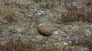 FJÄLLPIPARE Eurasian Dotterel Charadrius morinellus Klipp  34 [upl. by Eugene]