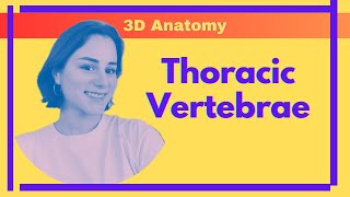 Thoracic Vertebrae  3D Anatomy [upl. by Nwahsaj]