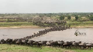 Wildebeest Migration River Crossing Serengeti National Park [upl. by Aliuqaj947]