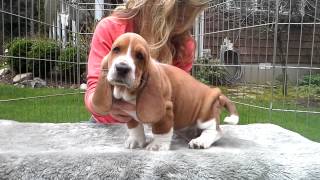 Gracies 7 wk european basset hound puppies [upl. by Eyks]