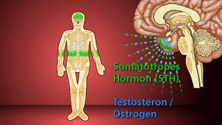 Knochenwachstum  Schulfilm Biologie [upl. by Tabbi]