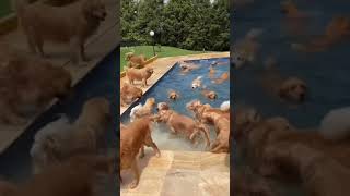 Bunch of Adorable Golden Retrievers Splash Around in Pool [upl. by Cyrilla]