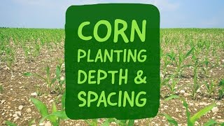 Corn Planting Depth and Spacing [upl. by Amorette]