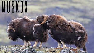 Muskox The Arctics Ancient Guardians [upl. by Johny]