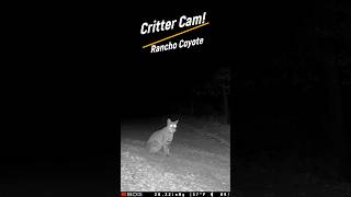 Another Beautiful Bobcat and Coyote Captured on our Critter Cam [upl. by Arahd]