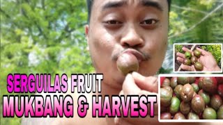 SERGUILAS FRUIT  MUKBANG  HARVEST SO YUMMY EVER  COACH ELMER TV  TRENDING VIDEO 2024 [upl. by Atile]