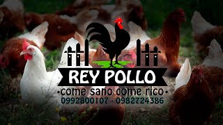 Criando Pollos En Rey Pollo Raymi TV 2024 [upl. by Eusebio]