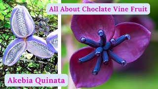 How To Grow And Care Choclate Vine  Akebia Quinata Vine  Rare Garden [upl. by Ketti]