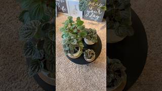 Some Of Our Peperomia Collection plants peperomia houseplants collection [upl. by Eelrak333]