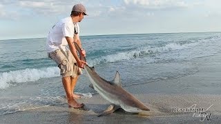 Close Call with a Blacktip Shark [upl. by Laspisa]