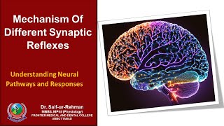 Mechanism Of Different Synaptic Reflexes [upl. by Llerrot145]