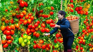 Harvesting Tomato amp Goes To Market Sell  Gardening And Cooking  Lý Tiểu Vân [upl. by Bracci]