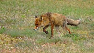 Fox in Meijendel 27042024 🦊 [upl. by Acessej]