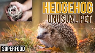 Hedgehogs as Pets  A Comprehensive Guide [upl. by Benoite]