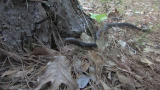 Eastern Coachwhip Snake [upl. by Latsyrc]