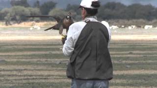 Falconry in México 2015 [upl. by Niels]