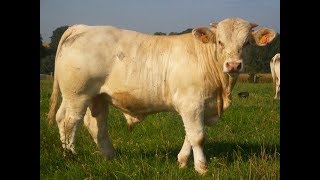 Elevage de charolais  la période hivernale au GAEC ROLIN [upl. by Llered]