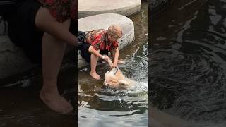 Grandma and Goldie keeping each other company shortvideo animals healing dog pets love [upl. by Fredie]