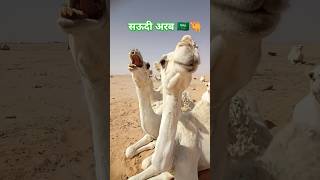 सऊदी अरब 🇸🇦🐫  कैमल camells ऊट shortsfeed animalslover vlog animals cow [upl. by Clough460]