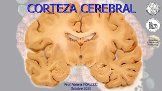 N7  Corteza cerebral  Anatomía 2  FMed UBA [upl. by Nimaynib]