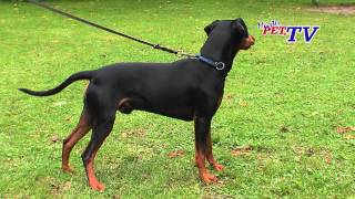 Deutscher Pinscher Informationen zur Rasse [upl. by Eirod]