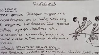 Rhizopus life cycle in hindi [upl. by Ade]