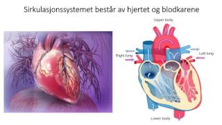 Sirkulasjonssystemet Introduksjon [upl. by Vigen518]