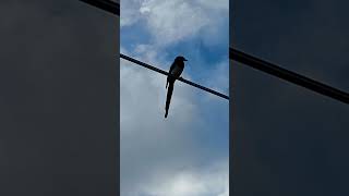 Bird on a wire [upl. by Nuarb]