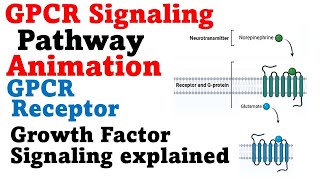 G protein signaling pathway  GPCR cell signaling [upl. by Sairahcaz]