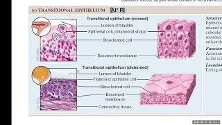 Day 6 BIO 210 700 Lecture FA2024 Tissues Part 2 [upl. by Htebazila]