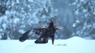 Golden Eagles at the Oulanka Eagle hides in Kuusamo Finland [upl. by Covell]