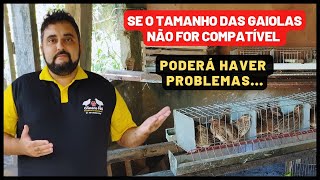 VEJA QUAL O TAMANHO IDEAL DAS GAIOLAS PARA VOCÊ FAZER A CRIAÇÃO DE CODORNAS  GAIOLA PARA CODORNA [upl. by Ainig199]