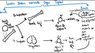 İMMÜNOLOJİ DERS 2 İMMÜN ORGANLAR dalak thymus lenf dügümlerimukoza [upl. by Nolram770]