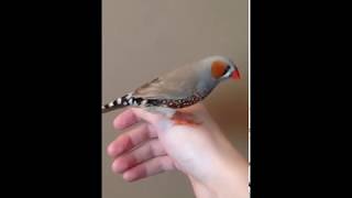 Very friendly zebra finch [upl. by Regdirb610]