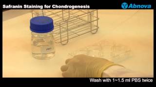 Safranin Staining for Chondrogenesis [upl. by Gerry177]