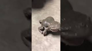 screaming budgets frogs 🐸🤡 shortsfeed youtube [upl. by Erasmo369]